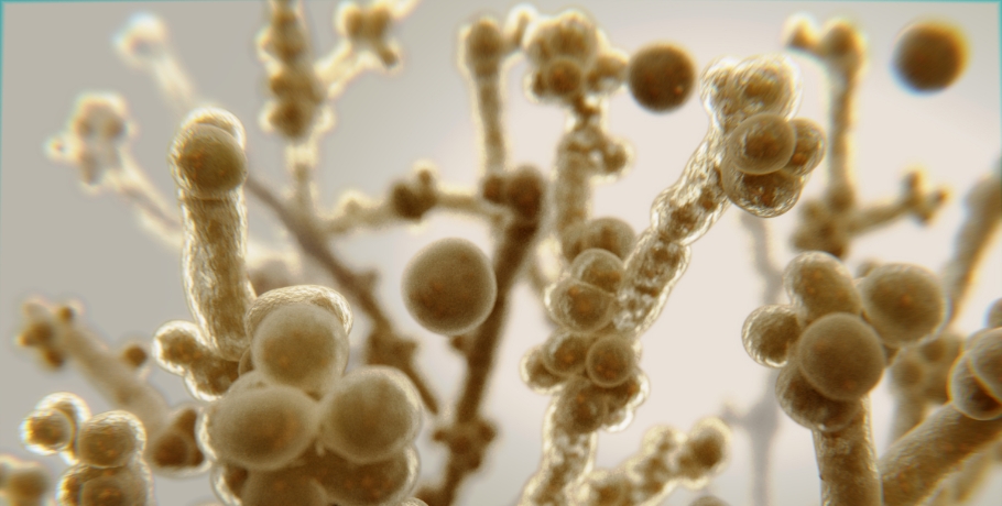 Welche Arten von Candida und anderen Pilzen gibt es?