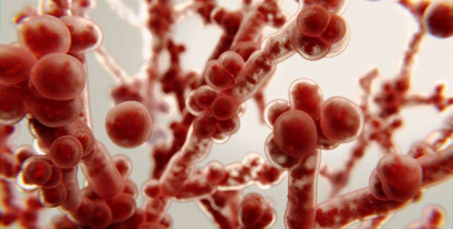 Die Hauptformen von Candida: Hefeform, Hyphenform und Biofilm-Phase Die Hauptformen von Candida: Hefeform, Hyphenform und Biofilm-Phase